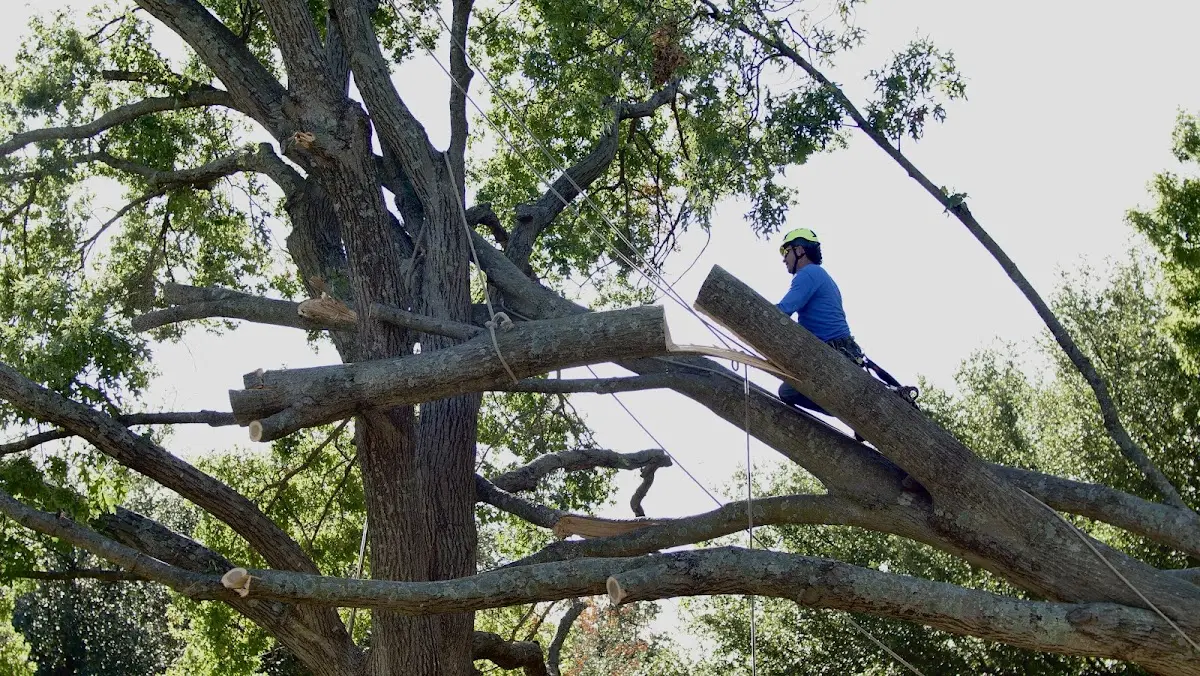 Professional Crown Thinning performed by certified arborists in Hardyville
