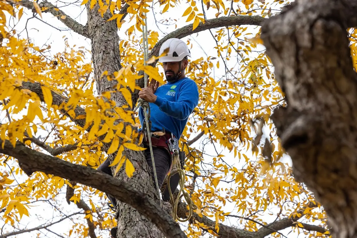 Skilled Tree Planing crew working in Hardyville