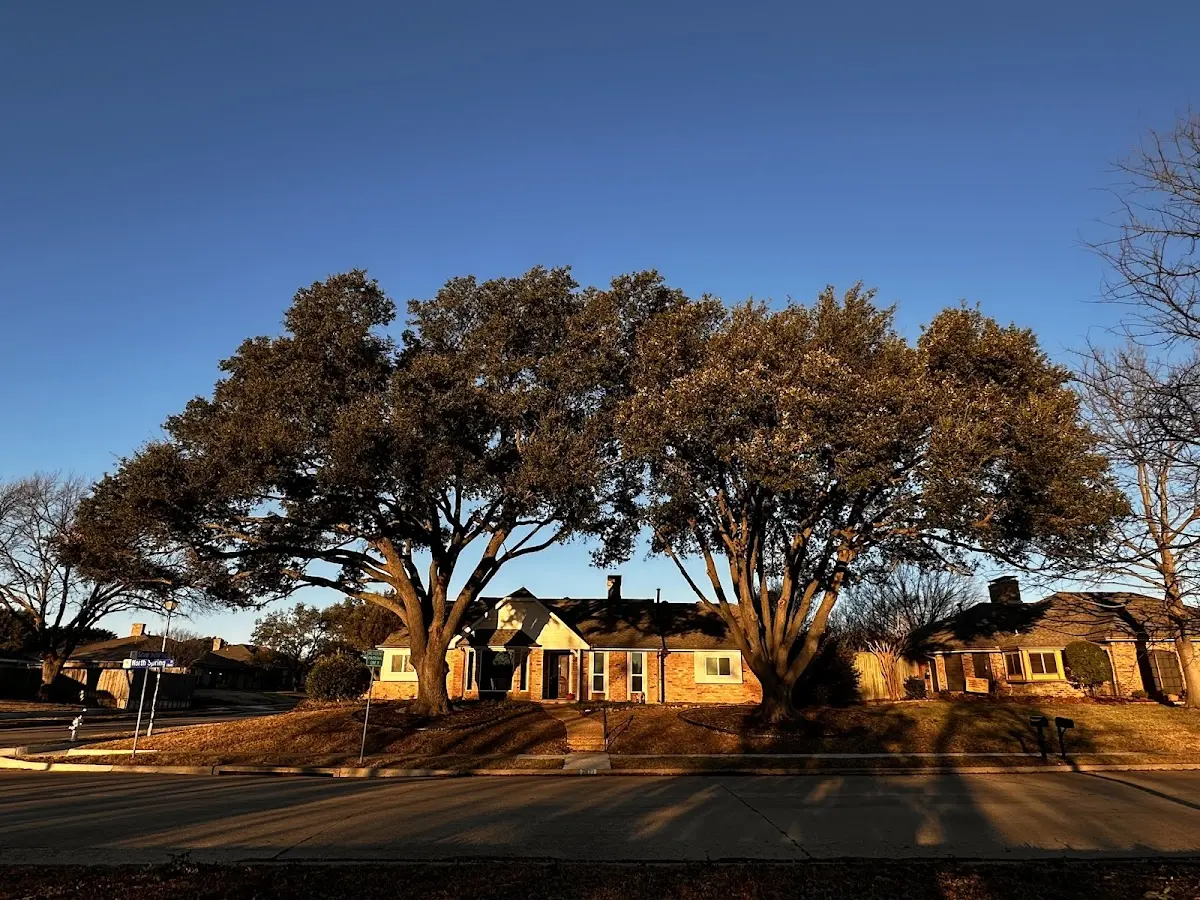 Established residential canopy tree shading a home in Hardyville
